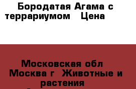 Бородатая Агама с террариумом › Цена ­ 8 000 - Московская обл., Москва г. Животные и растения » Аквариумистика   . Московская обл.